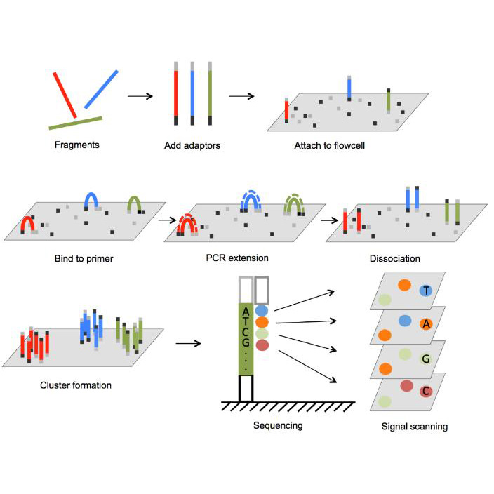 , Illumina